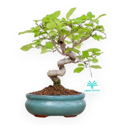 Chionantus Retusum - 25 cm