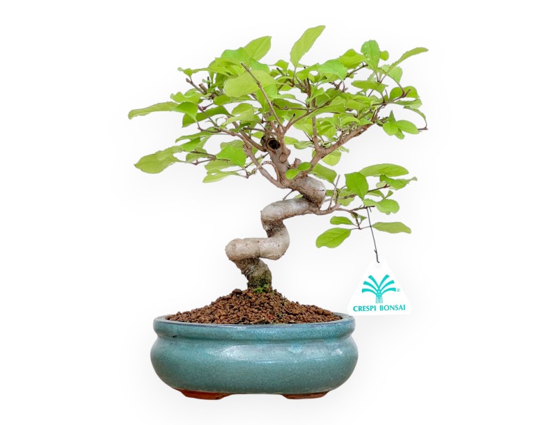 Chionanthus retus – 25 cm