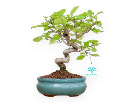 Chionanthus retusum - 25 cm