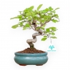 Chionantus Retusum - 25 cm