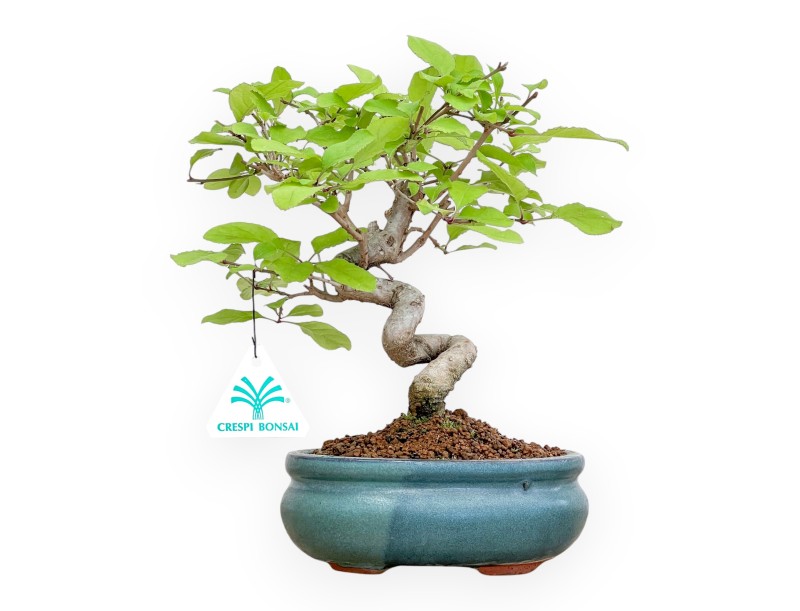 Chionanthus retus – 25 cm