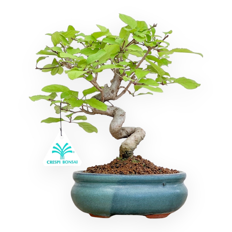 Chionantus Retusum - 25 cm