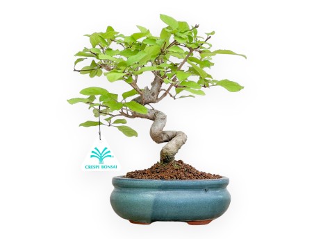 Chionanthus retus – 25 cm
