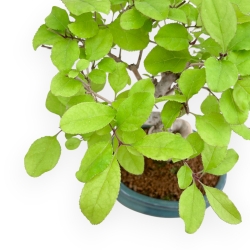 Chionantus Retusum - 25 cm