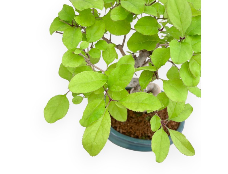 Chionanthus retus – 25 cm