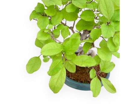 Chionanthus retus – 25 cm