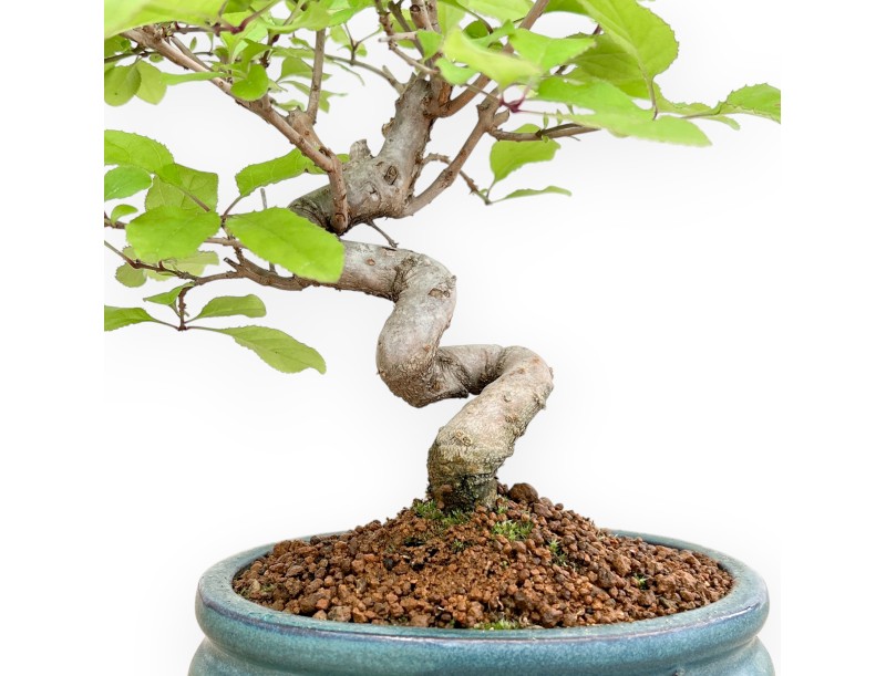 Chionanthus retus – 25 cm