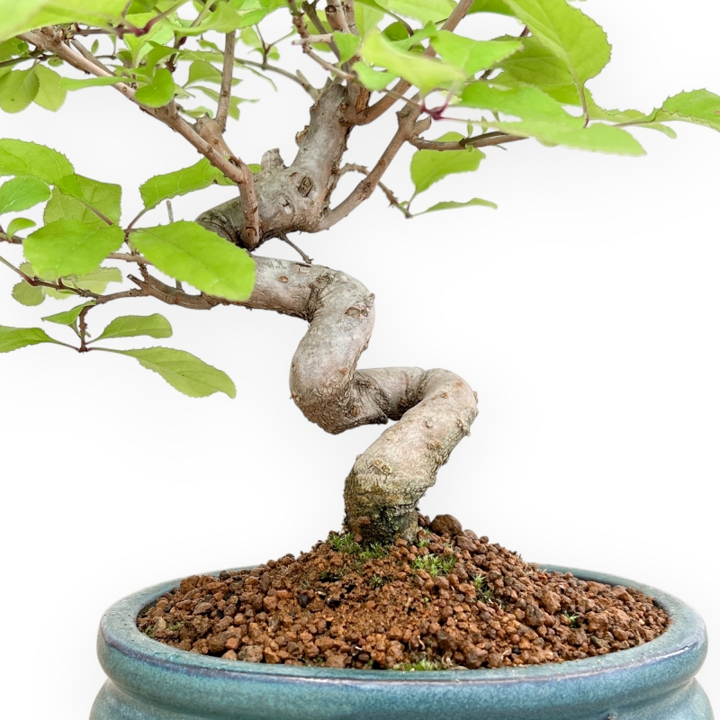 Chionantus Retusum - 25 cm