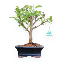 Malus Domestica - Melo - 30 cm
