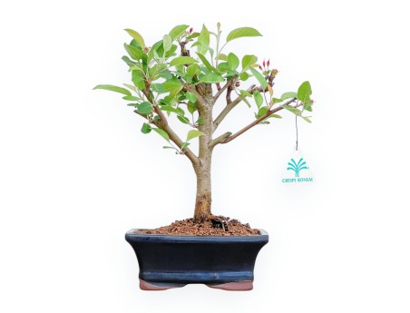 Malus Domestica - Apple Tree - 30 cm