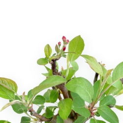Malus Domestica - Melo - 30 cm