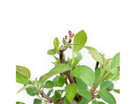 Malus Domestica - Pommier - 30 cm