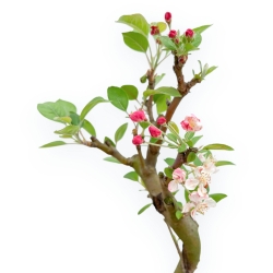 Malus Domestica - Melo - 35 cm