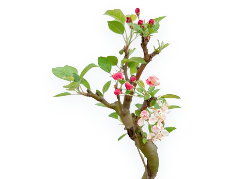 Malus Domestica - Apple Tree - 35 cm