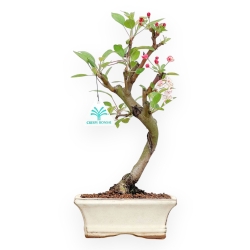 Malus Domestica - Melo - 35 cm