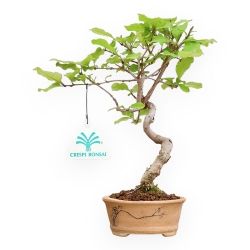 Chionantus Retusum - 23 cm