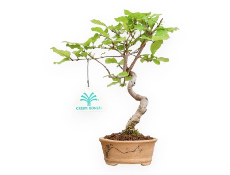Chionanthus retus – 23 cm