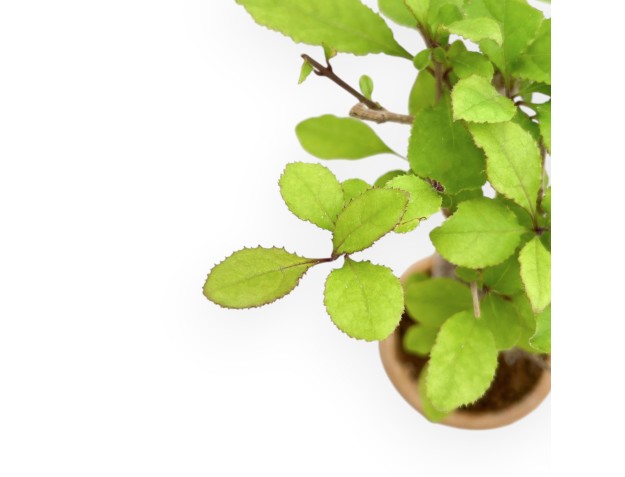 Chionanthus retusum - 23 cm 2