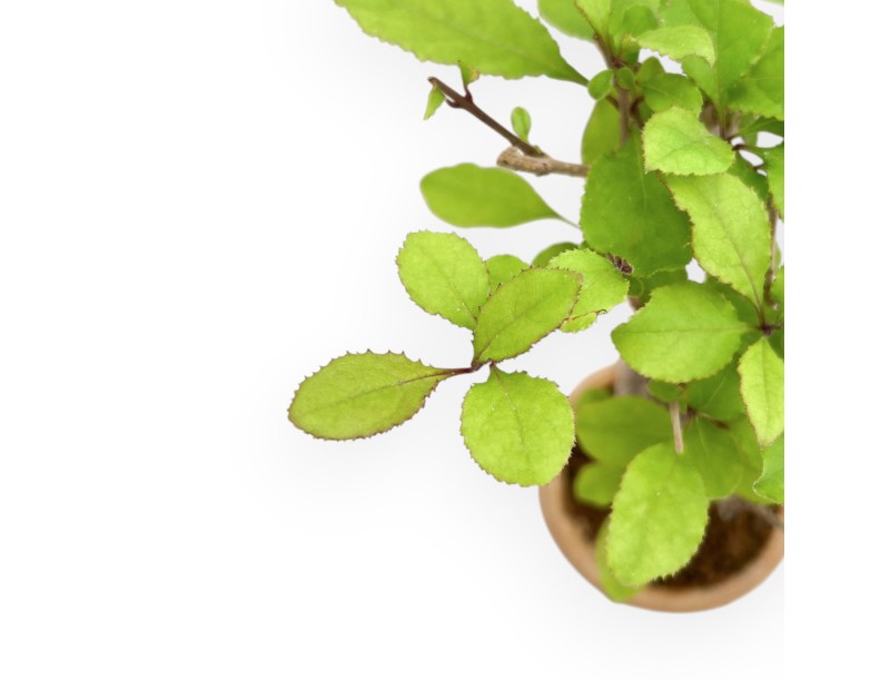 Chionanthus retusum - 23 cm