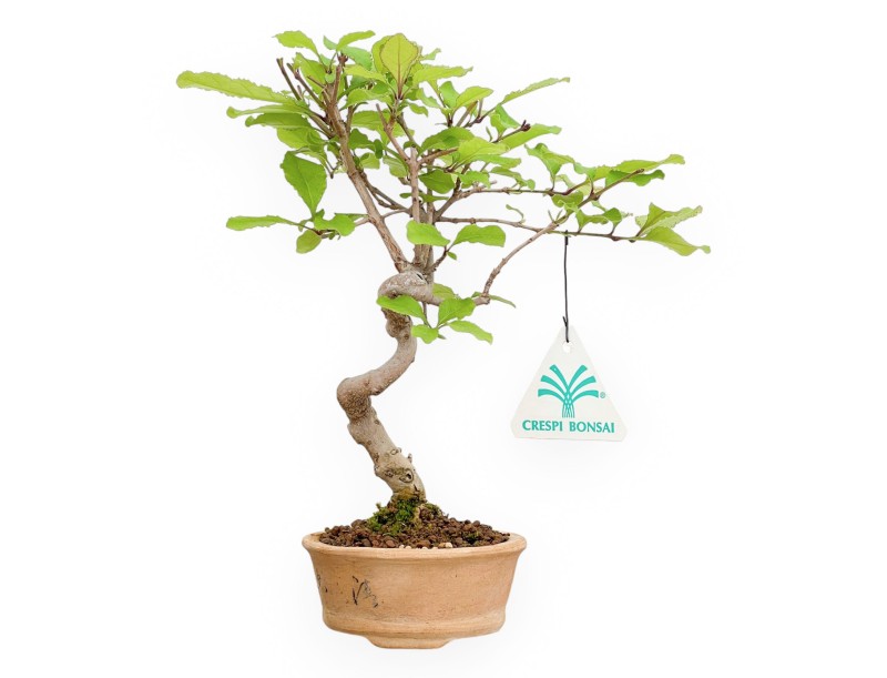 Chionanthus retusum - 23 cm