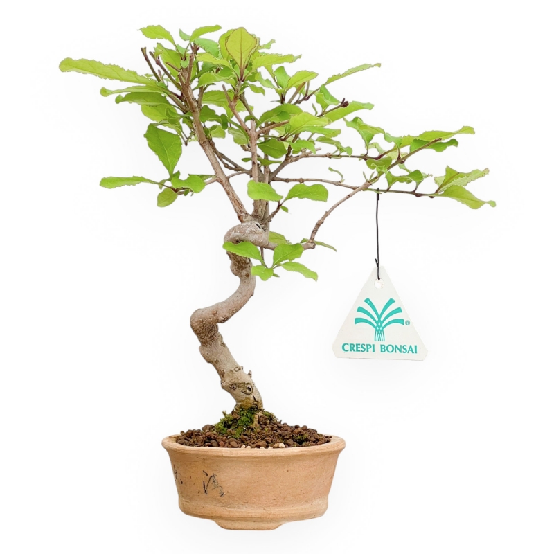 Chionantus Retusum - 23 cm