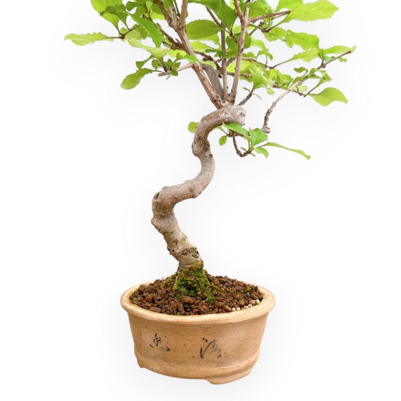 Chionanthus retus – 23 cm
