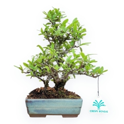 Pyracantha - 23 cm