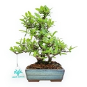 Pyracantha - 23 cm