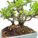 Pyracantha - 23 cm