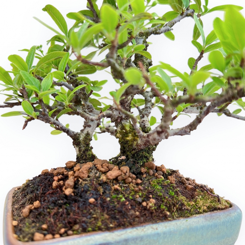 Pyracantha - 23 cm
