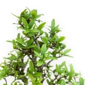 Pyracantha - 23 cm