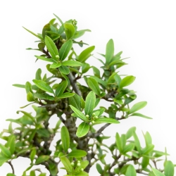 Pyracantha - 23 cm