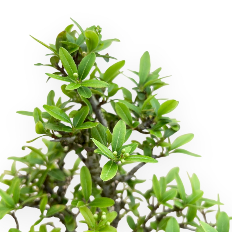 Pyracantha - 23 cm