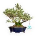 Serissa Japonica - Serissa - 24 cm