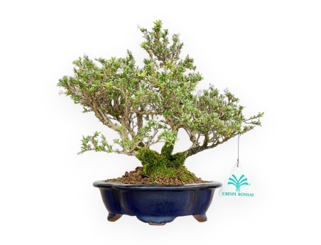 Serissa Japonica - Serissa - 24 cm