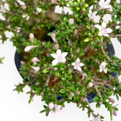 Serissa Japonica - Serissa - 24 cm
