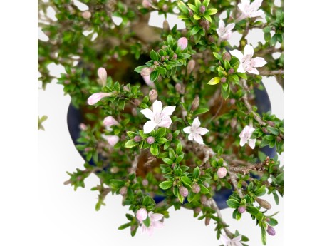 Serissa Japonica - Serissa - 24 cm