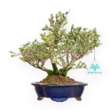 Serissa Japonica - Serissa - 24 cm