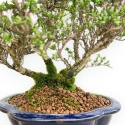 Serissa Japonica - Serissa - 24 cm
