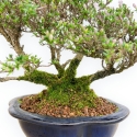 Serissa Japonica - Serissa - 24 cm