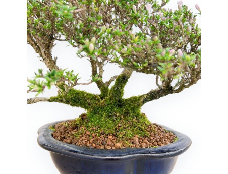 Serissa Japonica - Serissa - 24 cm