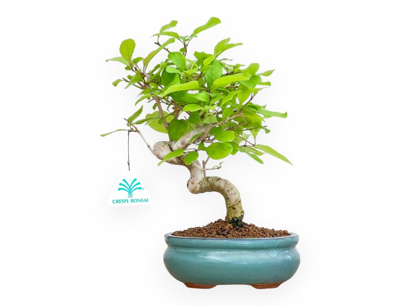 Chionanthus retusum - 28 cm