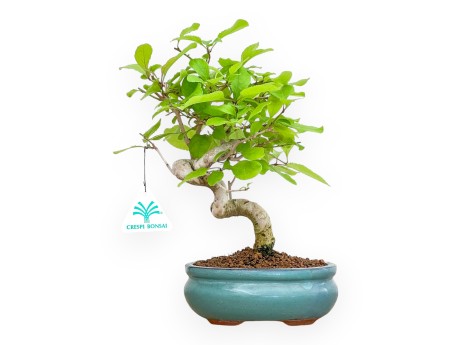 Chionanthus retusum - 28 cm