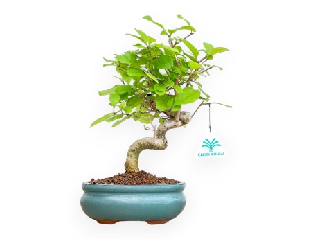 Chionantus Retusum - 28 cm