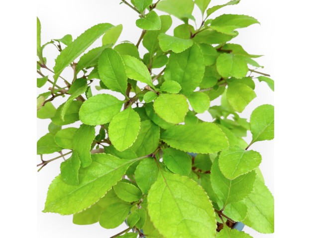 Chionanthus retusum - 28 cm 2
