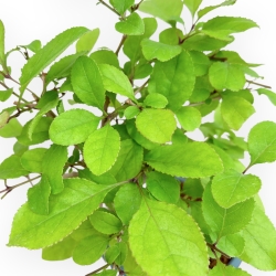 Chionantus Retusus - 28 cm