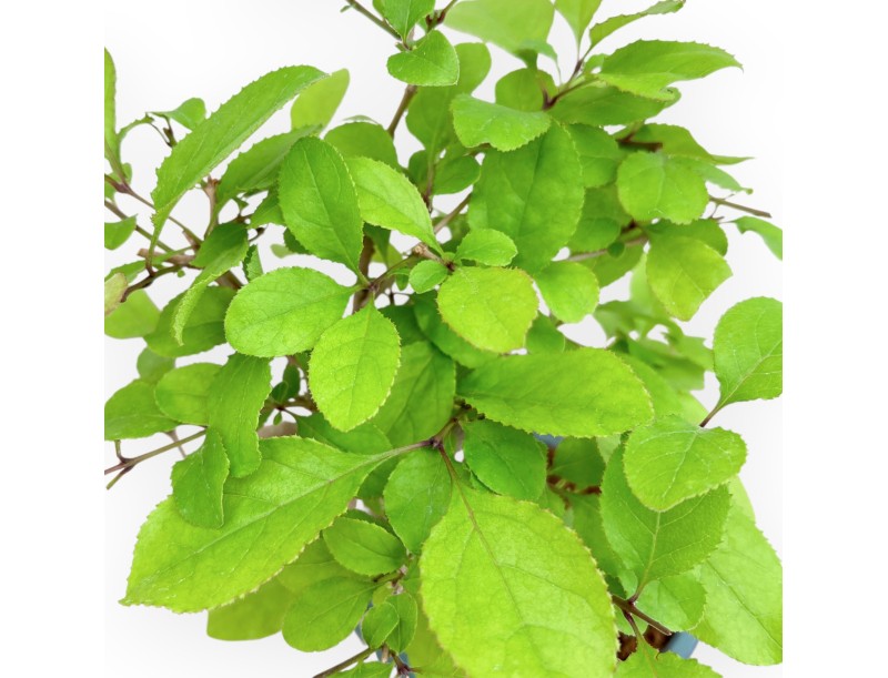 Chionanthus retusum - 28 cm
