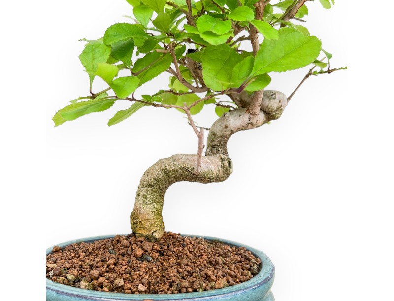 Chionanthus retusum - 28 cm
