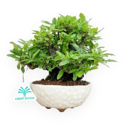 Pyracantha - 19 cm