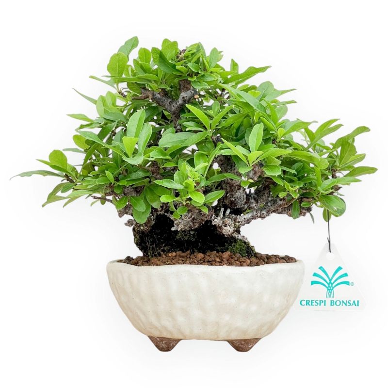 Pyracantha - 19 cm